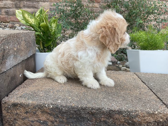 Ms. Daisy the Cavachon - Image 4