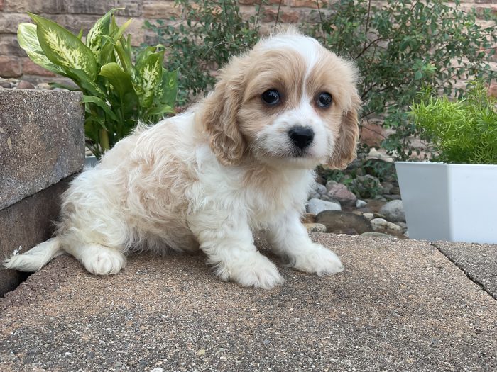 Ms. Daisy the Cavachon - Image 5