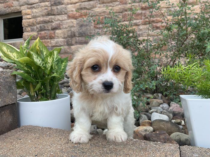 Ms. Daisy the Cavachon - Image 3