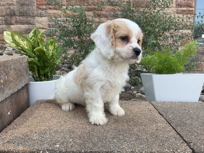 Mr. Wally the Cavachon - Image 2
