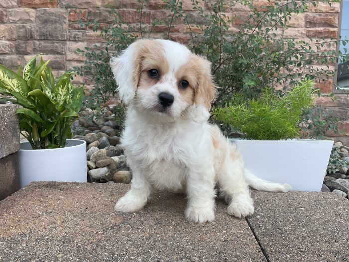 Mr. Wally the Cavachon - Image 4