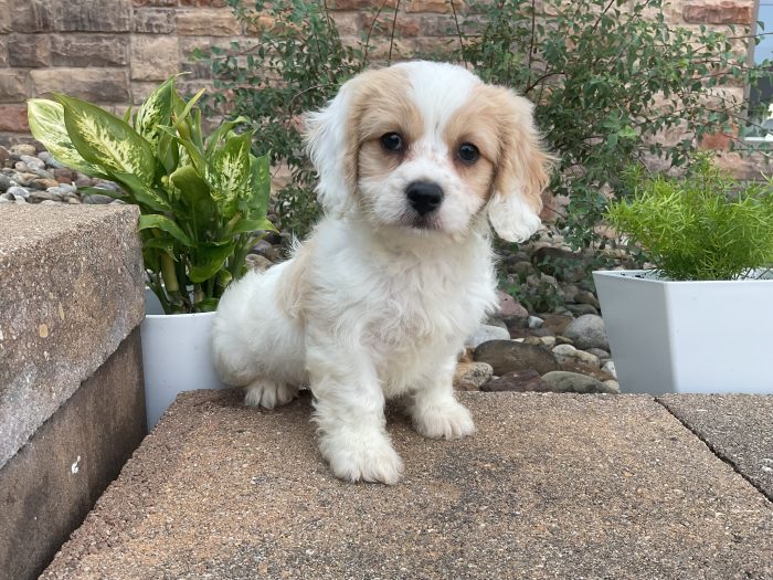Mr. Wally the Cavachon