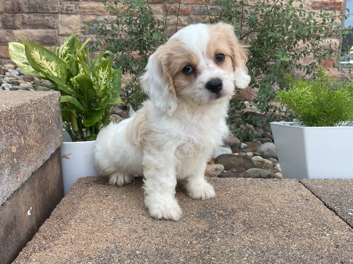Mr. Wally the Cavachon - Image 3