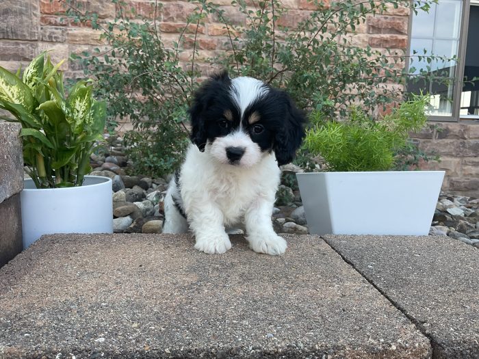 Mr. Brady the Cavachon - Image 3