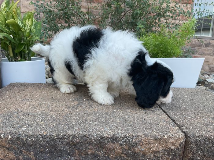 Mr. Brady the Cavachon - Image 2