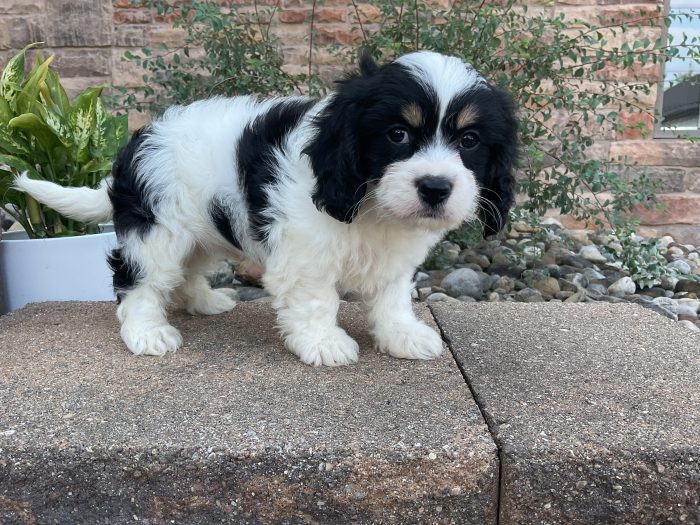 Mr. Brady the Cavachon