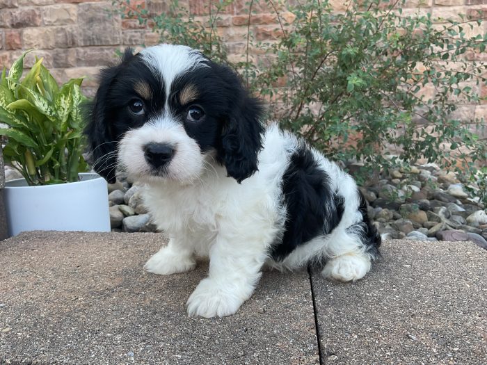 Mr. Brady the Cavachon - Image 6