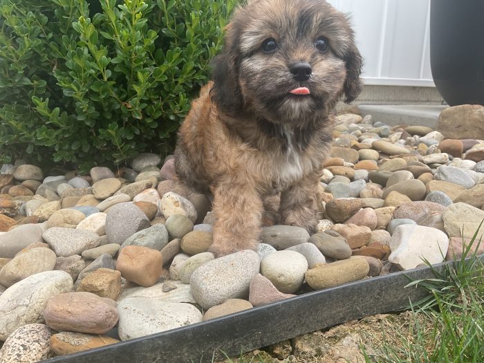 Mr. Cody the Cavachon - Image 2