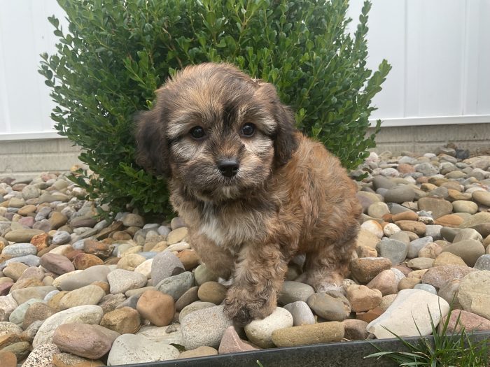 Mr. Cody the Cavachon - Image 3