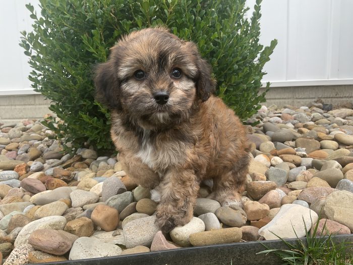 Mr. Cody the Cavachon