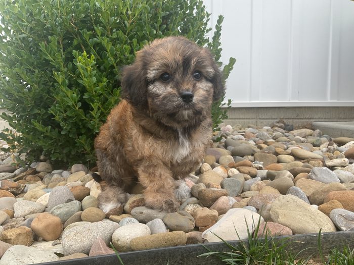 Mr. Cody the Cavachon - Image 4