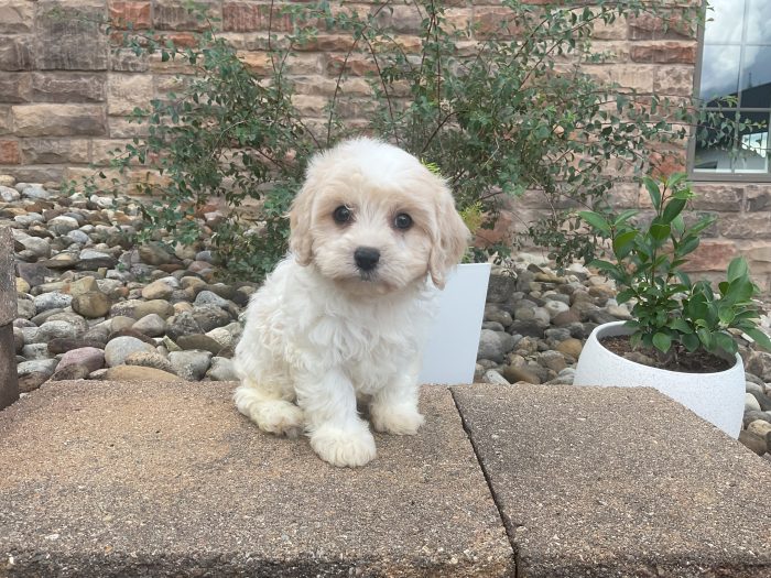 Mr. Cooper the Cavachon - Image 2