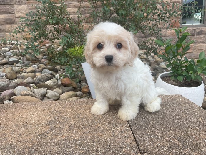 Mr. Cooper the Cavachon - Image 3