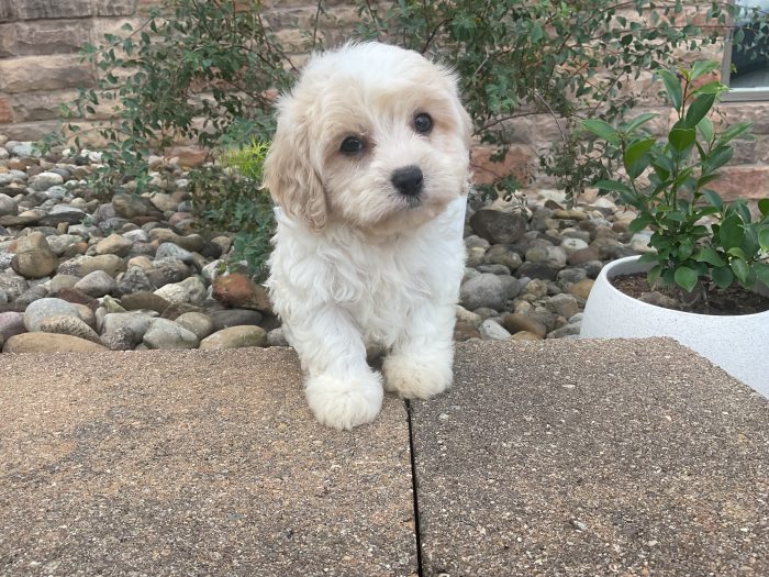 Mr. Cooper the Cavachon - Image 4