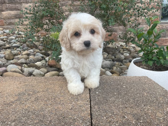 Mr. Cooper the Cavachon
