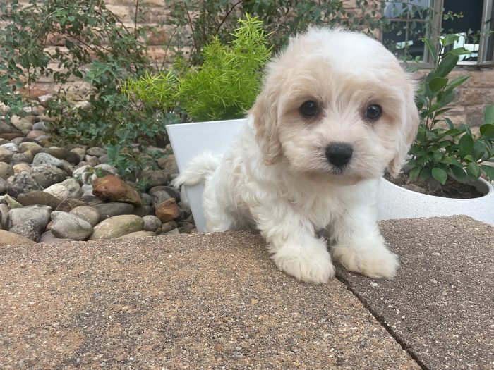 Mr. Cooper the Cavachon - Image 5