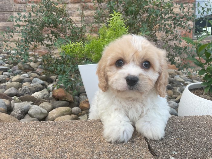 Mr. Charlie the Cavachon