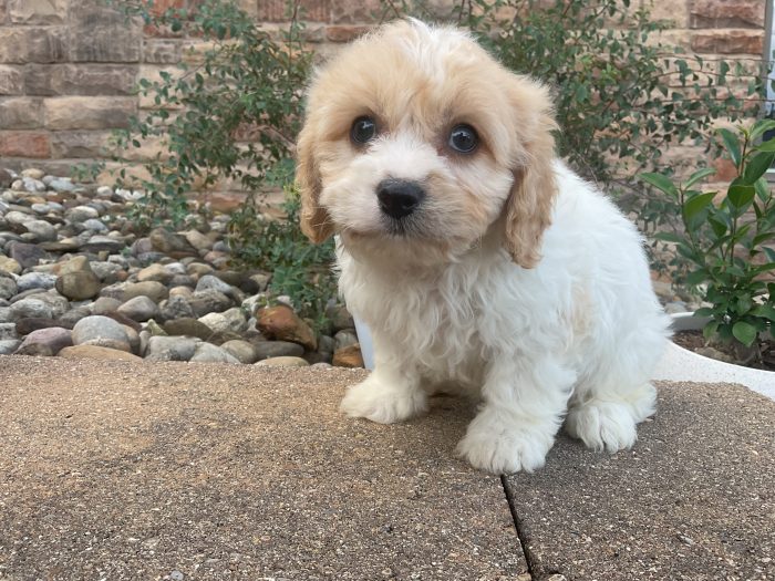 Mr. Charlie the Cavachon - Image 2