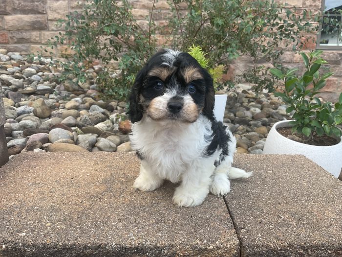 Mr. Oreo the Cavachon - Image 2