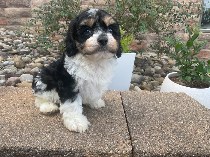 Mr. Oreo the Cavachon