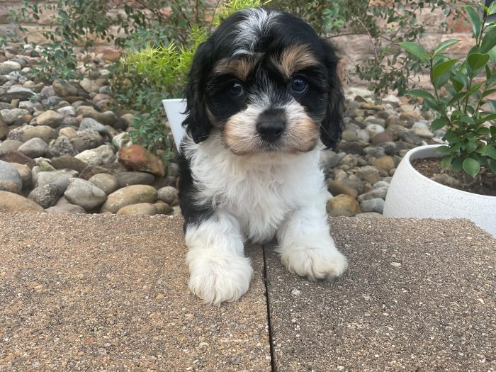 Mr. Oreo the Cavachon - Image 3