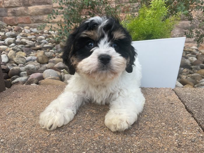 Mr. Otis the Cavachon - Image 4