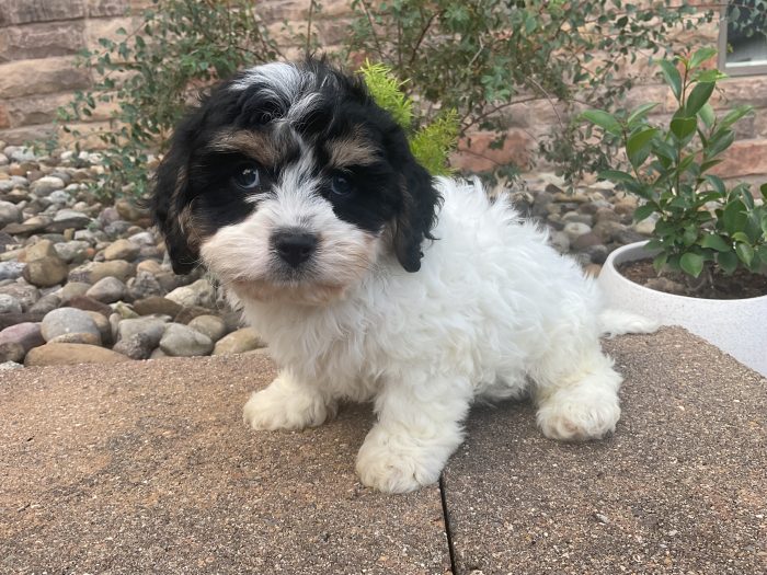 Mr. Otis the Cavachon - Image 5