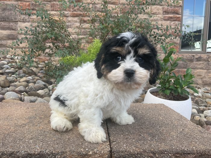 Mr. Otis the Cavachon