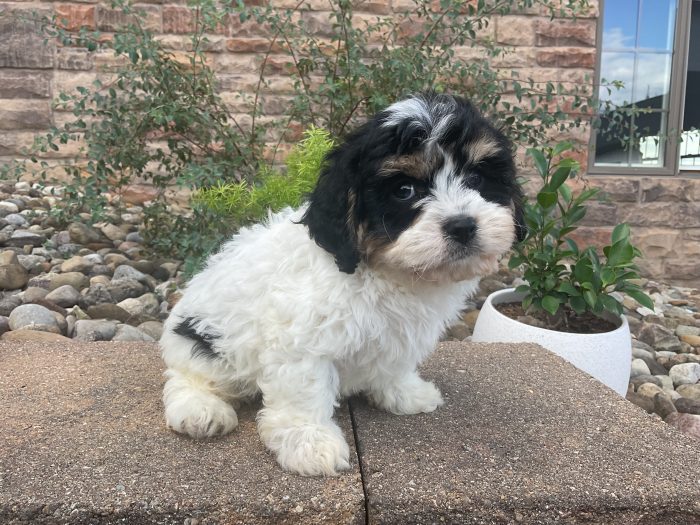 Mr. Otis the Cavachon - Image 3