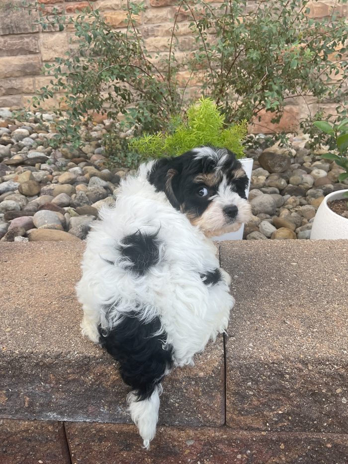 Mr. Otis the Cavachon - Image 2