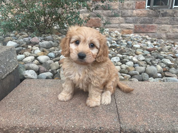 Mr. Snoopy the Cavachon - Image 2