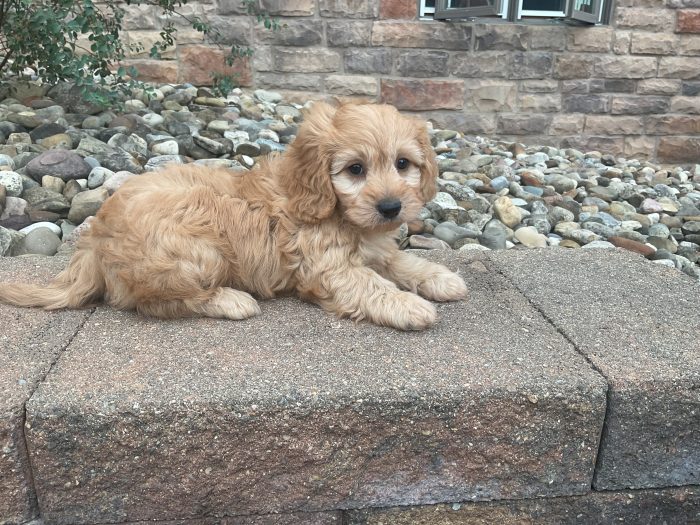 Mr. Snoopy the Cavachon - Image 3