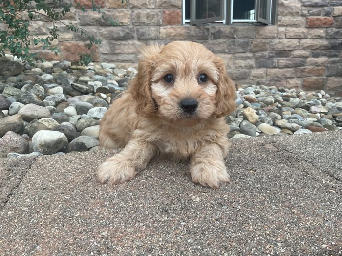 Mr. Snoopy the Cavachon - Image 4