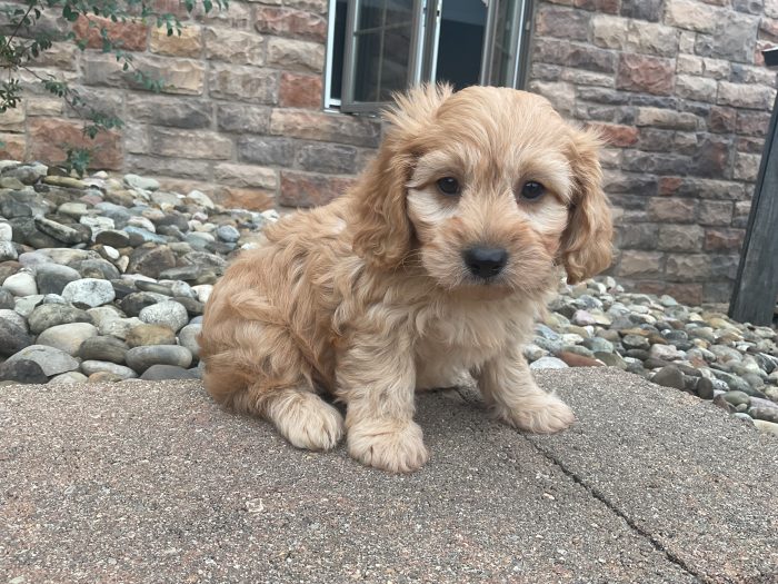Mr. Snoopy the Cavachon