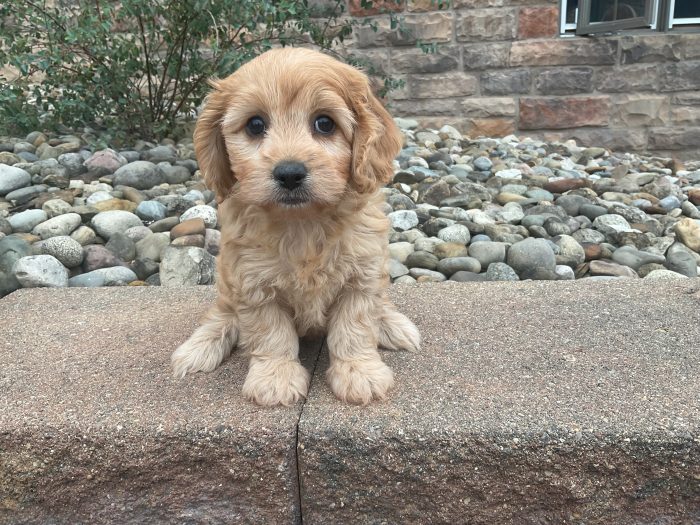 Ms. Gracie - Image 2
