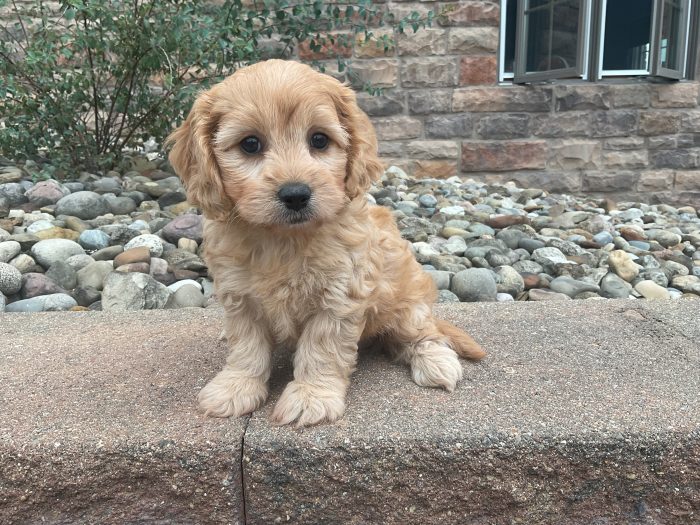 Ms. Gracie
