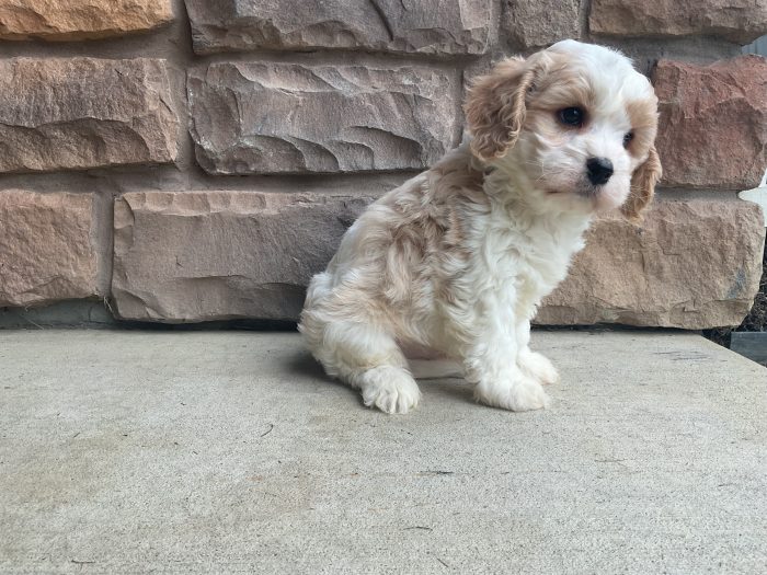 Mr. Jimmy the Cavachon - Image 2