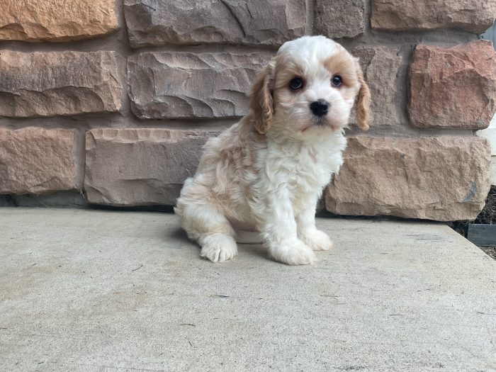 Mr. Jimmy the Cavachon