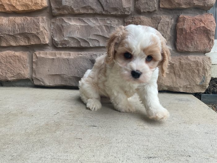 Mr. Jimmy the Cavachon - Image 4