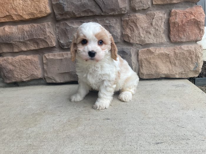 Mr. Jimmy the Cavachon - Image 3