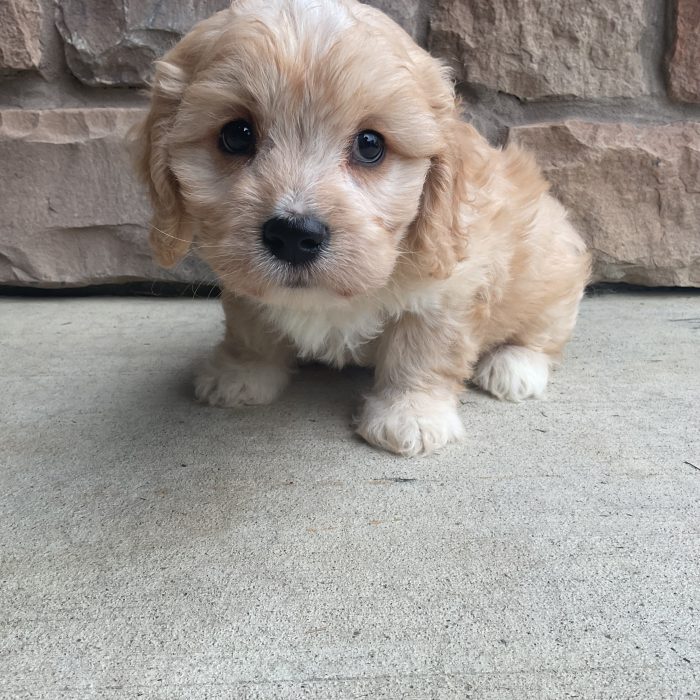 Ms. Lucy the Cavachon - Image 2