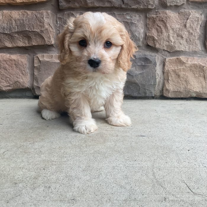 Ms. Lucy the Cavachon