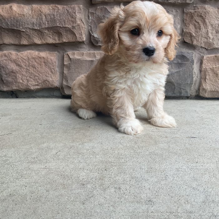 Ms. Lucy the Cavachon - Image 3