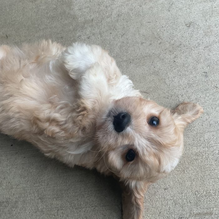 Ms. Lucy the Cavachon - Image 5
