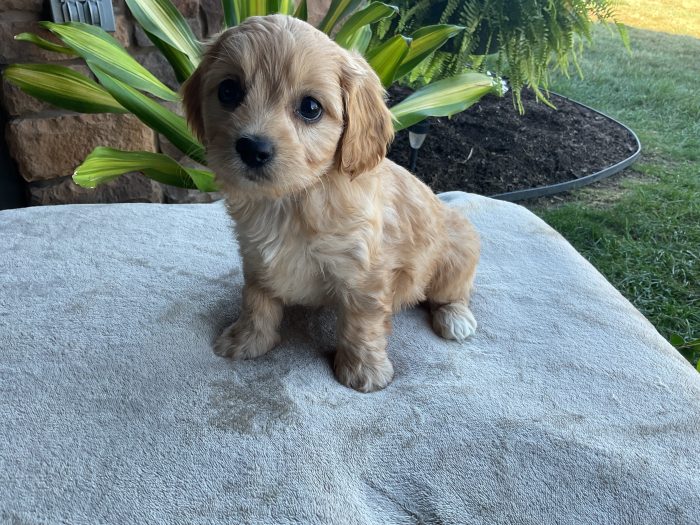 Ms. Irene the Cavachon