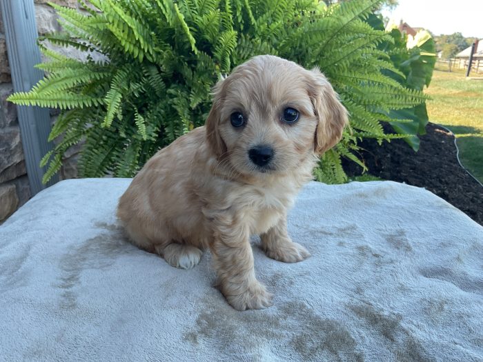 Ms. Irene the Cavachon - Image 4