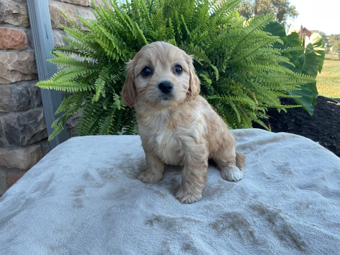 Ms. Irene the Cavachon - Image 2