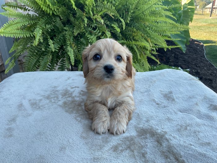 Ms. Irene the Cavachon - Image 3