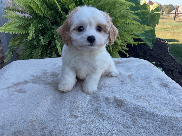 Ms. Holly the Cavachon