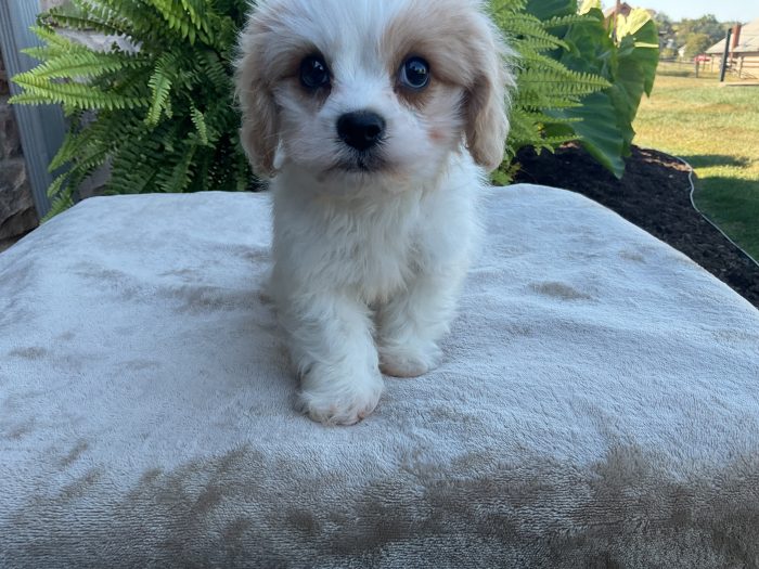 Ms. Holly the Cavachon - Image 5